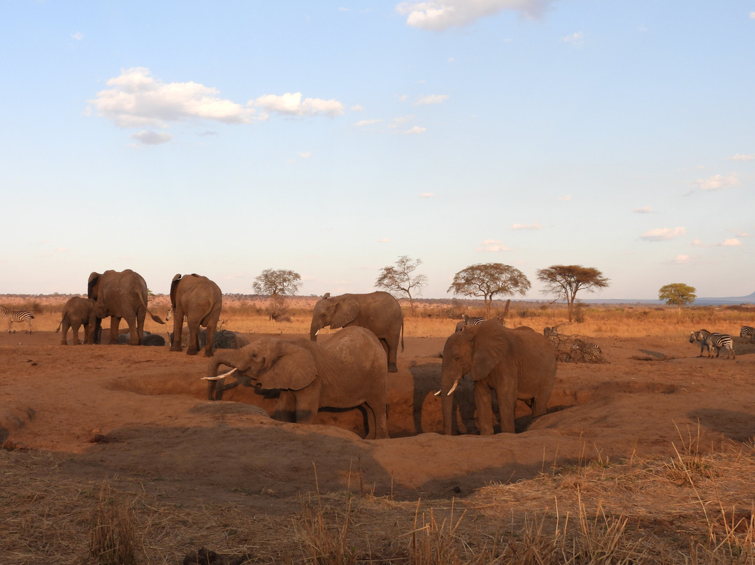 Shadows of Africa-阿鲁沙必去景点