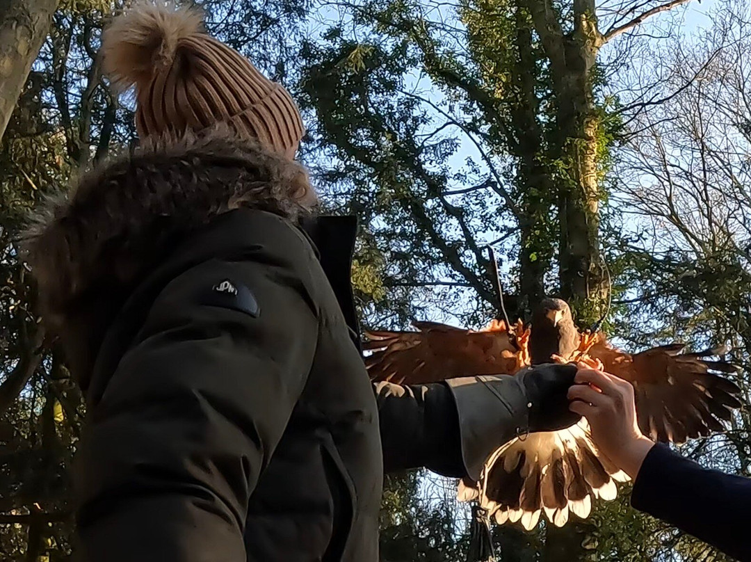 Bird of Prey Experiences - Hawkeye Falconry UK-Thoresby必去景点