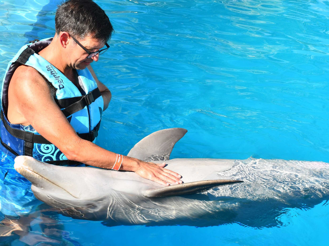 Dolphin Discovery Playa Del Carmen-普拉亚德尔卡曼必去景点