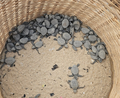 The C Resort & Residences主图