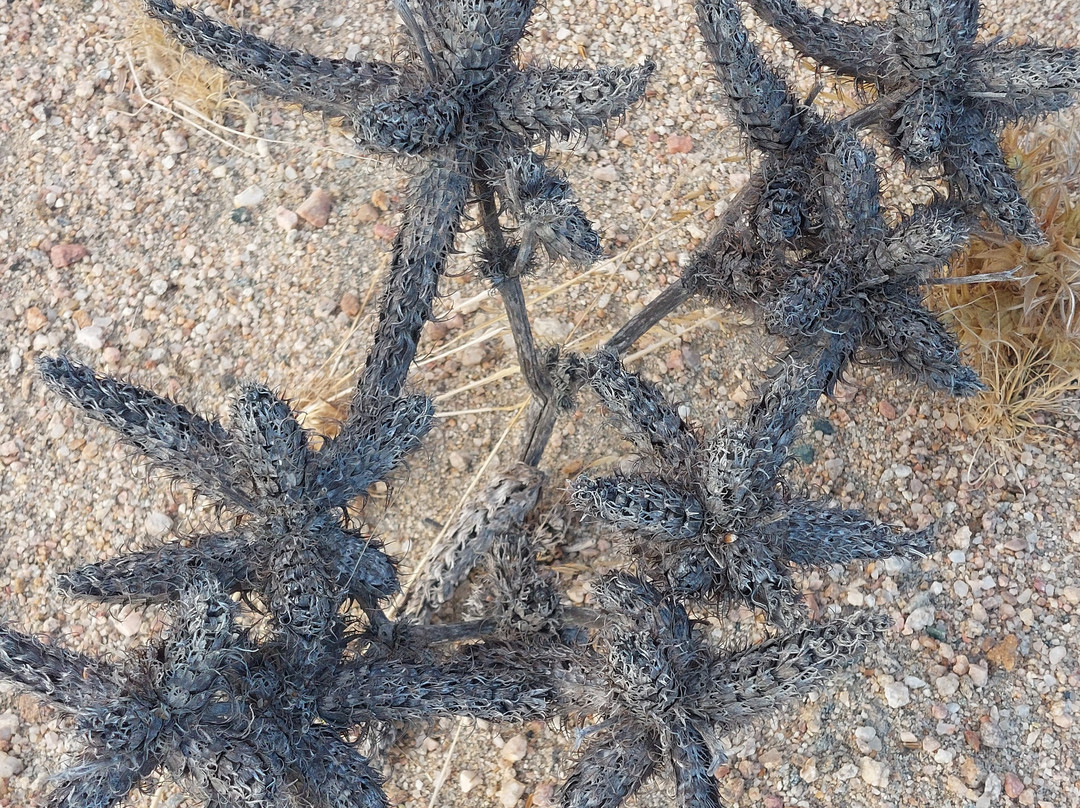 Wild Cherry Adventures-温德和克必去景点