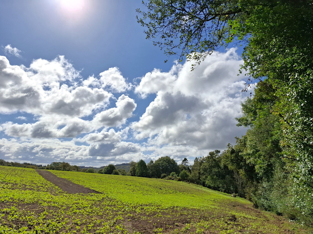 Circuit du Menhir à Berrien-Berrien必去景点
