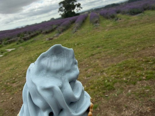 CCT Lavender Farm & Cafe-卡拉卡必去景点