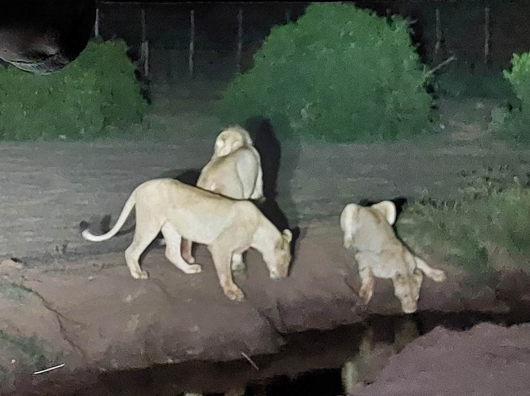 Schotia Safaris Private Game Reserve主图