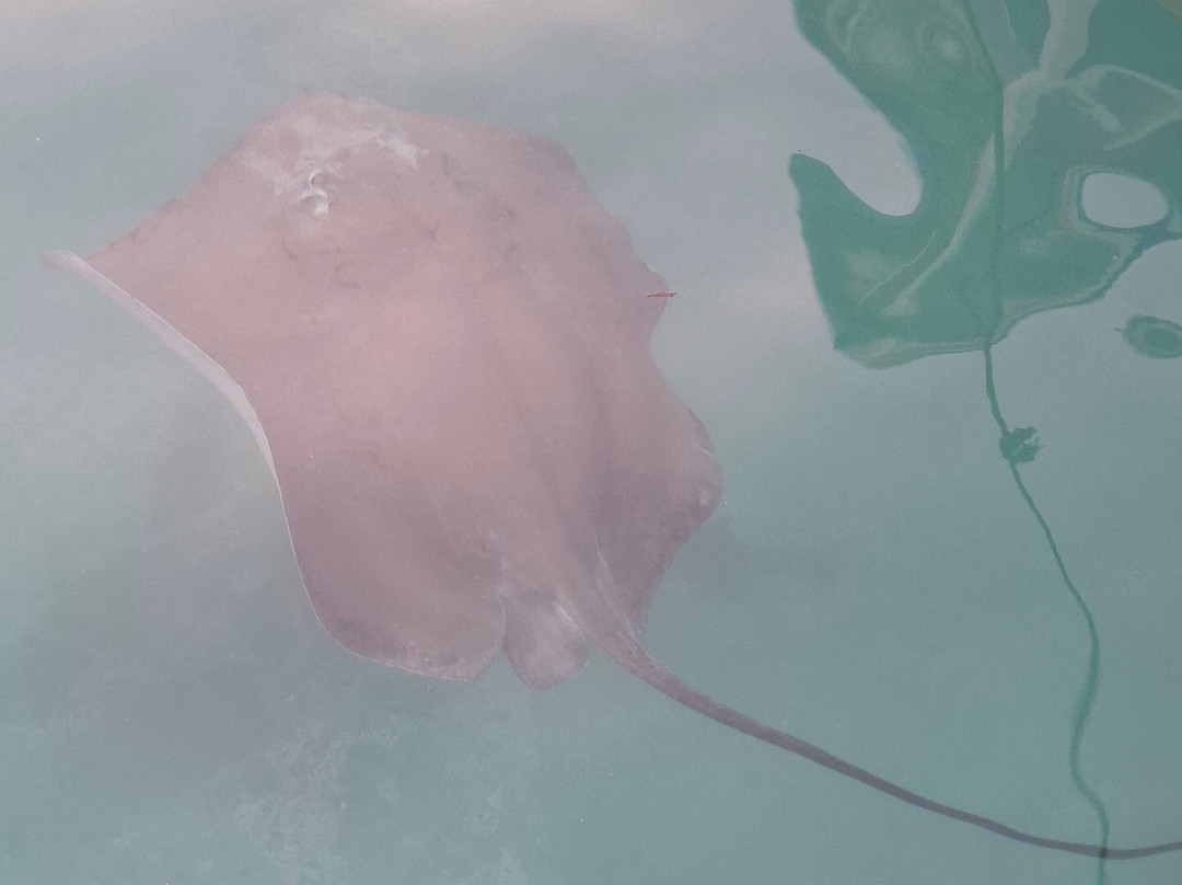 DivePoint Guraidhoo-康杜玛岛必去景点