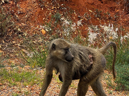 Mimmo Shaibu Kenya Safari-瓦塔木必去景点