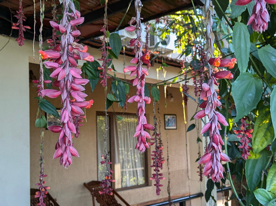 Aranyak Resort Kanha主图