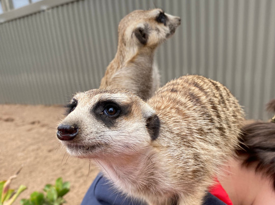 Ballarat Wildlife Park-巴拉瑞特必去景点