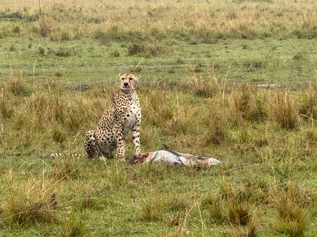 Kobe House Mara主图