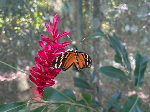 Royal Butterflies-哈科必去景点
