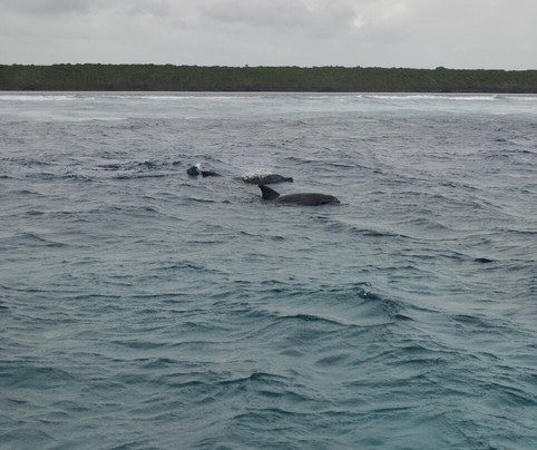 Ethical Dolphin Tours - Kizimkazi, Zanzibar-Kizimkazi必去景点