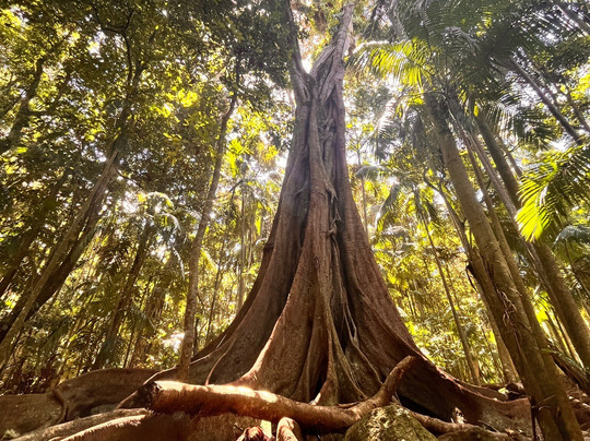 Witches Falls Walking Trail-丹百林山必去景点