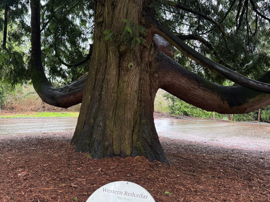 Redwood Park-素里必去景点