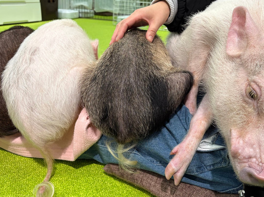 Mipig Cafe Fukuoka-Chuo必去景点