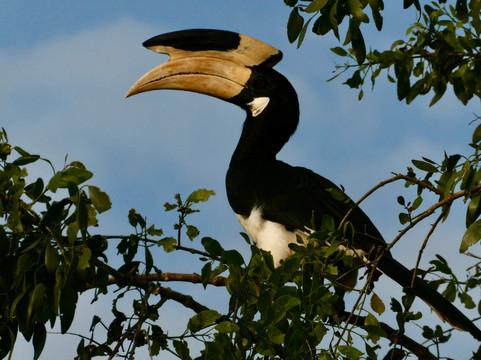 Lanka Tracker - Day Tours-马塔拉必去景点