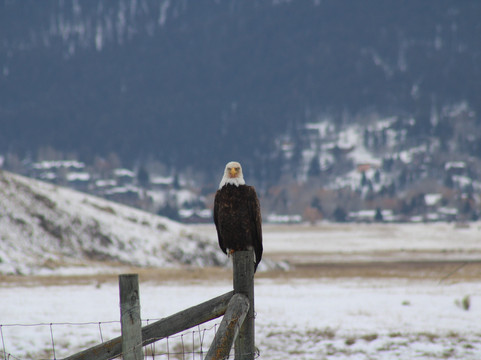 国家麋鹿保护区-杰克逊必去景点