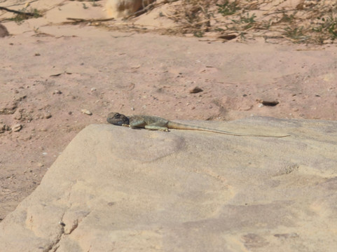 Jordan Trail Guide-佩特拉必去景点