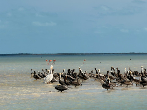 Isla De La Pasión-Holbox必去景点