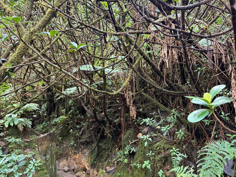 La Soufriere Volcano-Saint-Claude必去景点