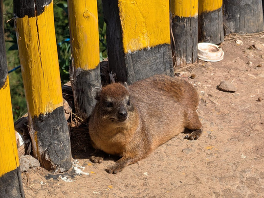 Totti Kenya-安博塞利国家公园必去景点