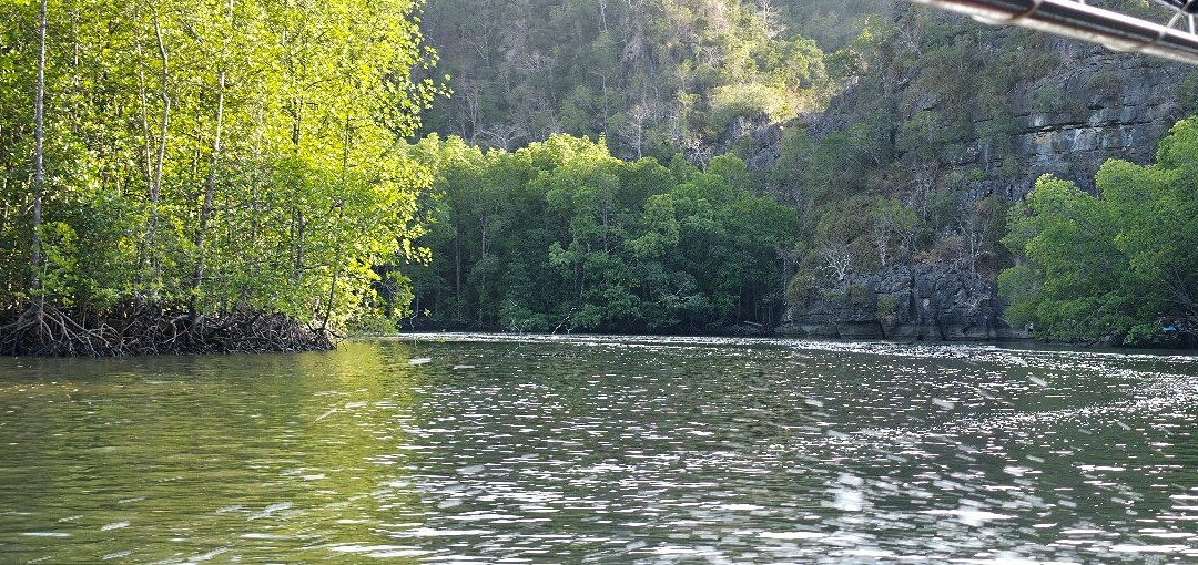 Langkawi Mangrove Night Safari-兰卡威必去景点
