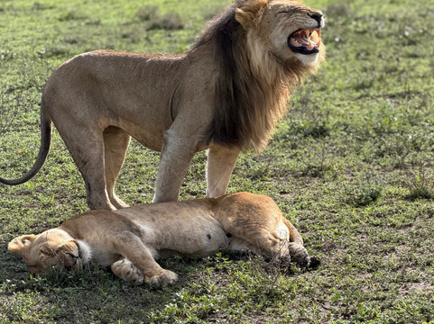 Leeu Tours and Safaris-莫西必去景点