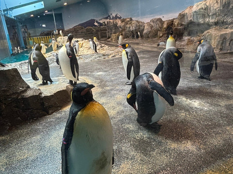 长崎企鹅水族馆-长崎市必去景点