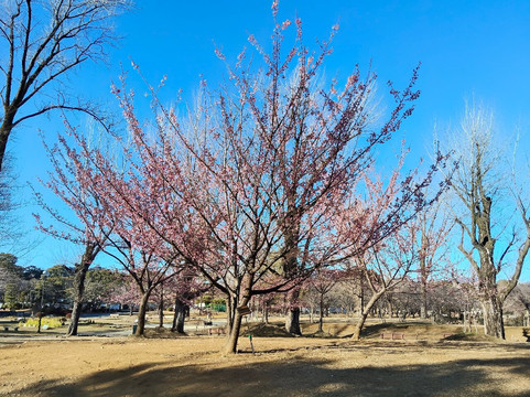 Sumpu Castle Park-静冈市必去景点