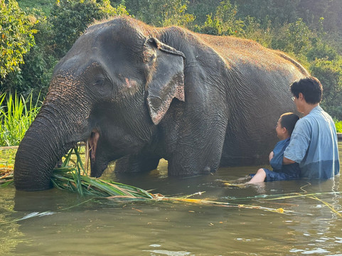 Lanna Kingdom Elephant Sanctuary-清迈必去景点