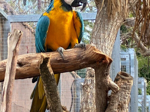 Monkey Park-洛斯克里斯蒂亚诺斯必去景点