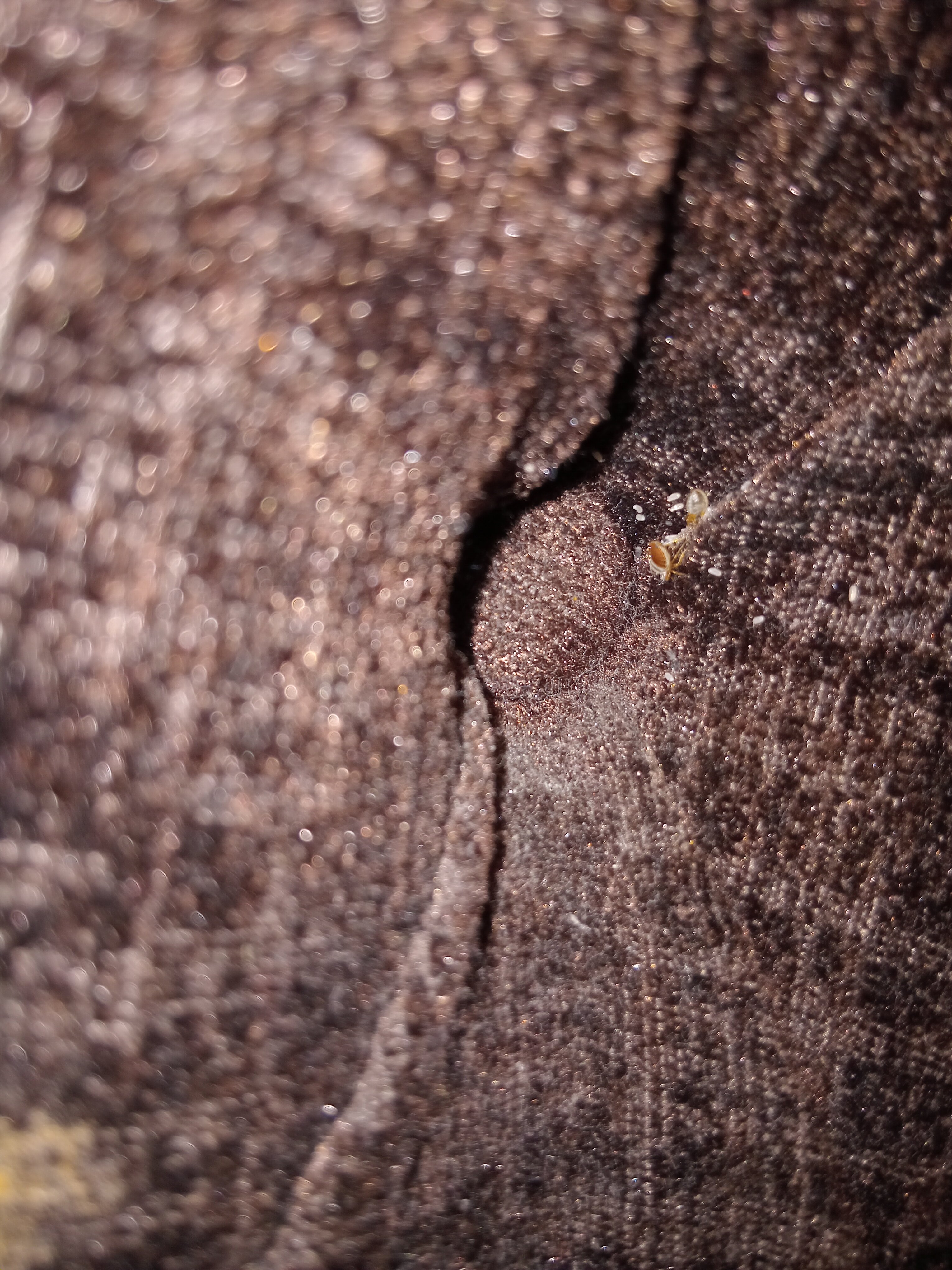 特里维利斯锡福斯旅馆-官方