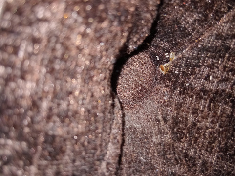 特里维利斯锡福斯旅馆主图