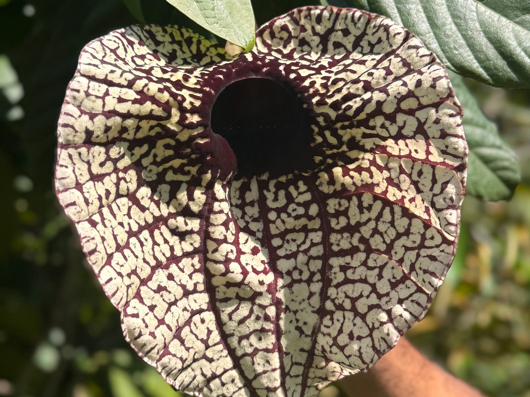 Tree Chocolate Tour-Upala必去景点