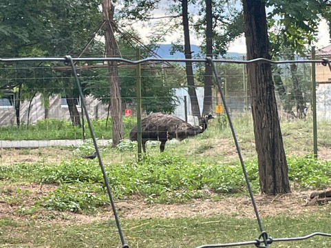 Zoo Ramnicu Valcea-勒姆尼库沃尔恰必去景点