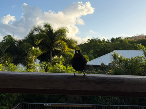 法国可可酒店主图