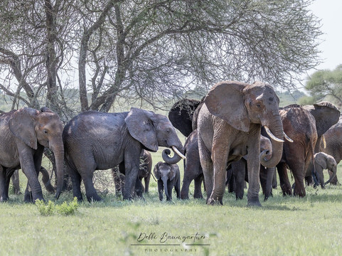Sababu Safaris-阿鲁沙必去景点