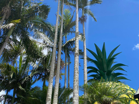 The Big Pineapple-Nambour必去景点