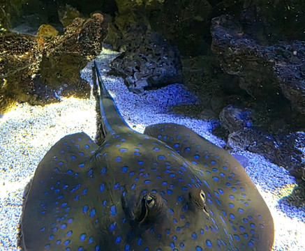 Aquarium du Limousin-利摩日必去景点