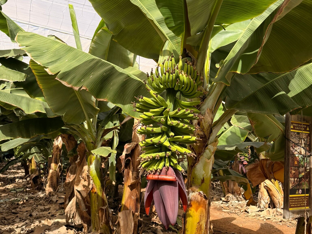 Finca Las Margaritas Banana Experience-拉斯加勒塔斯必去景点