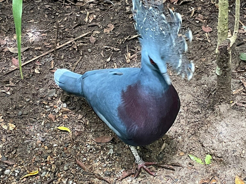 Port Moresby Nature Park-莫尔兹比港必去景点