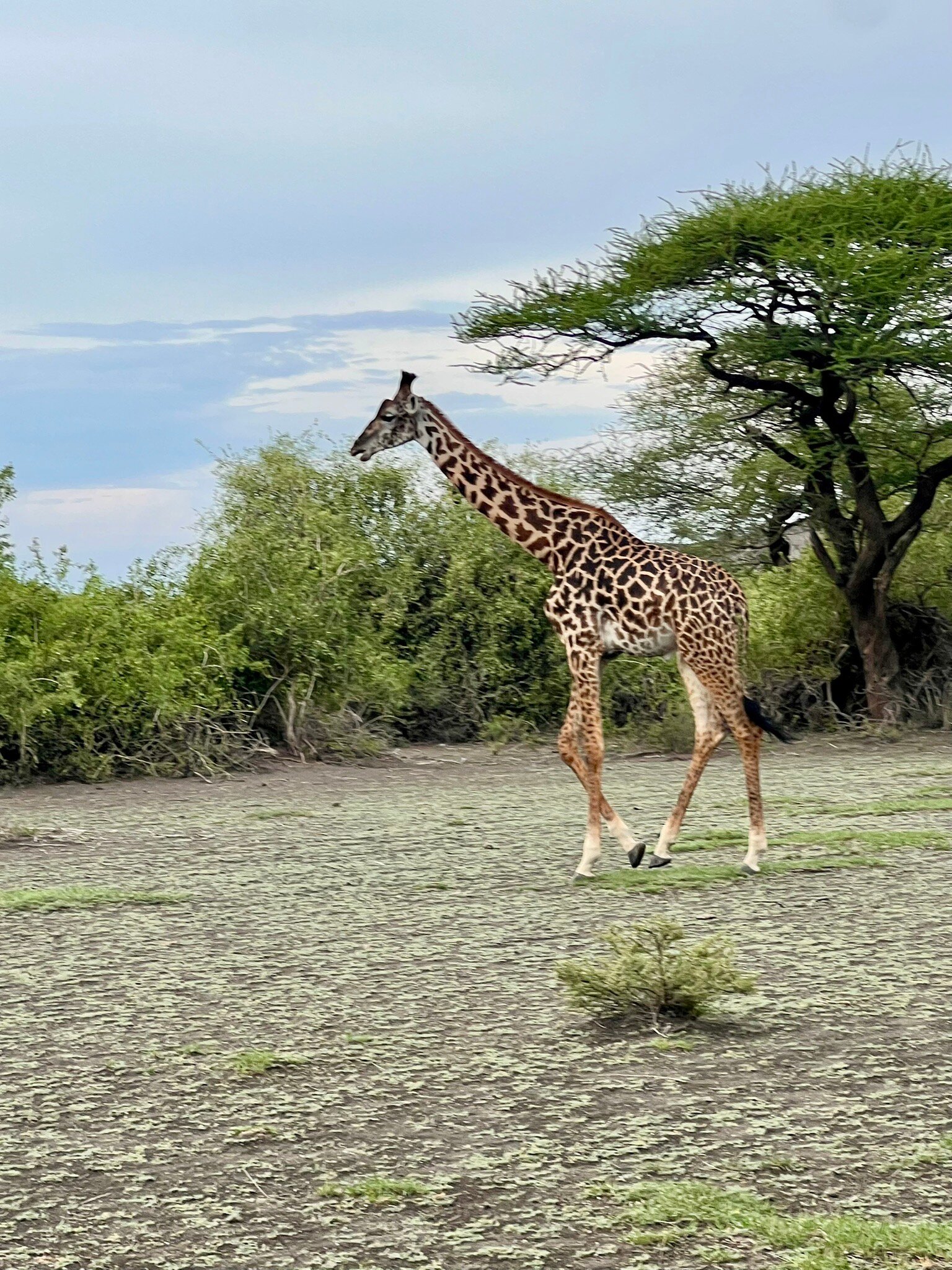 Lake Natron Maasai Giraffe Eco Lodge and Camping-官方