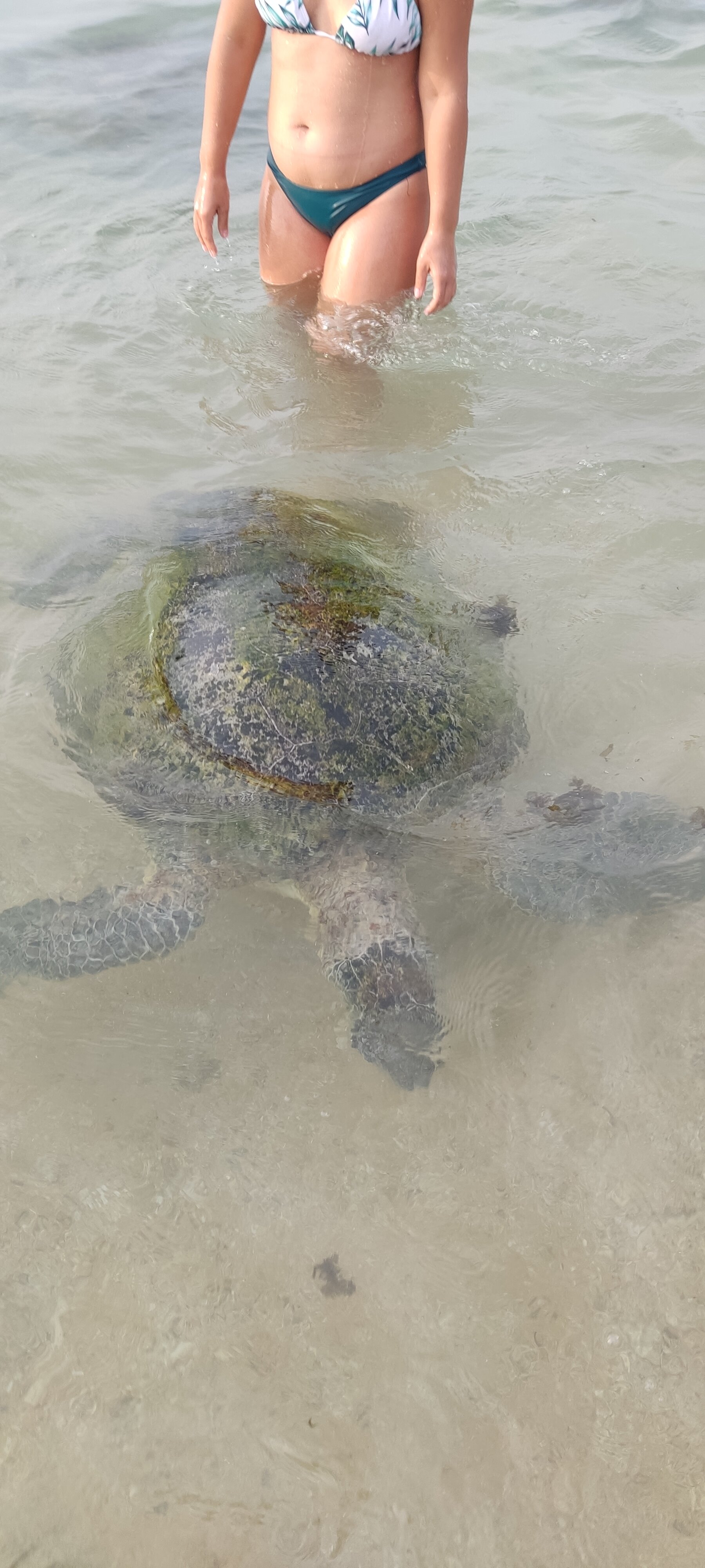 珊瑚岩酒店-Bansei-泳池