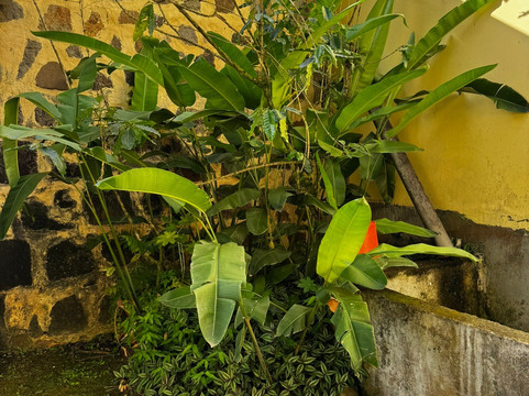 Vanibel-Vieux-Habitants必去景点