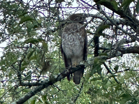 Everglades Adventure Tours-奥乔皮必去景点