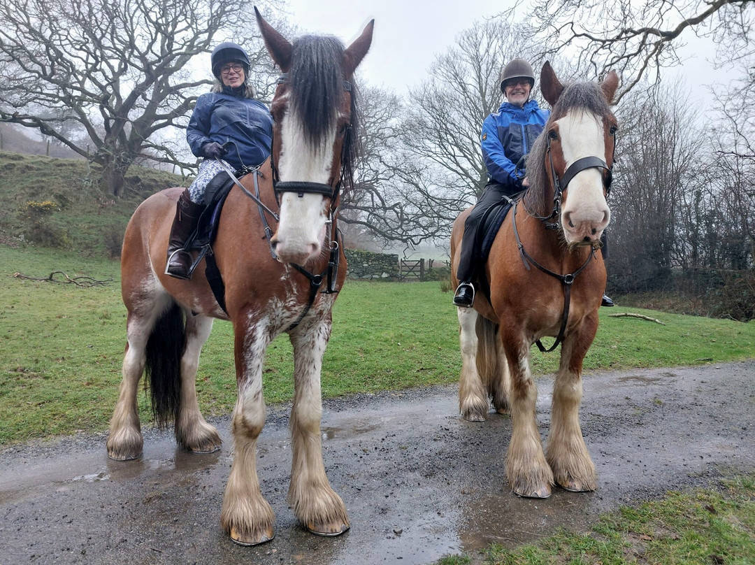 Cumbrian Heavy Horses-Millom必去景点