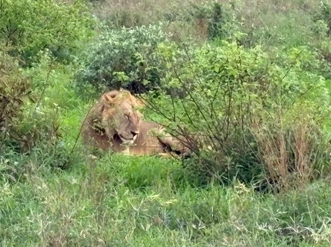 Africa Safari Trips-内罗毕必去景点