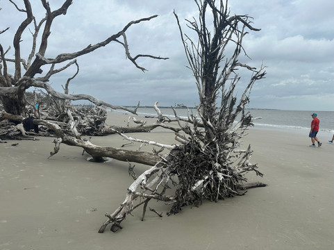 Driftwood Beach-吉柯岛必去景点