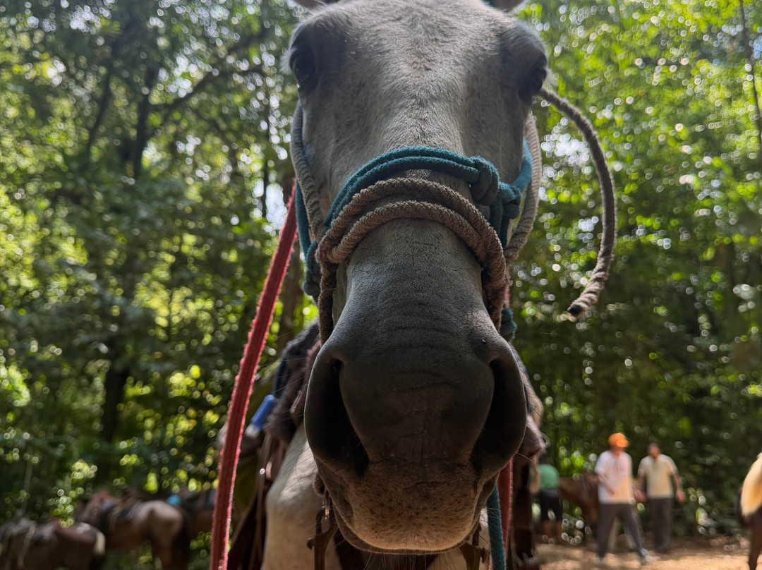 Brisas del Nara-哥斯达黎加安东尼奥国家公园必去景点