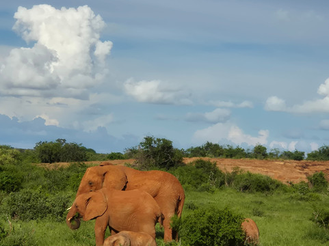 Safari po naszemu-内罗毕必去景点