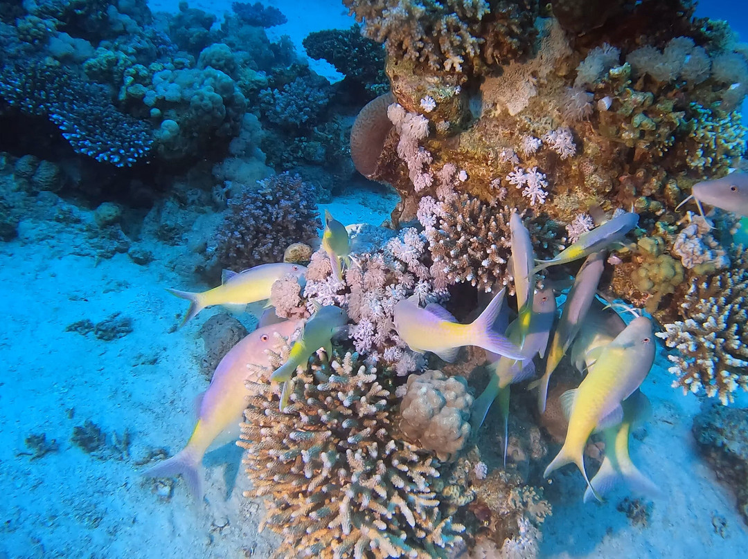 Extra Divers Dahab-达哈卜必去景点